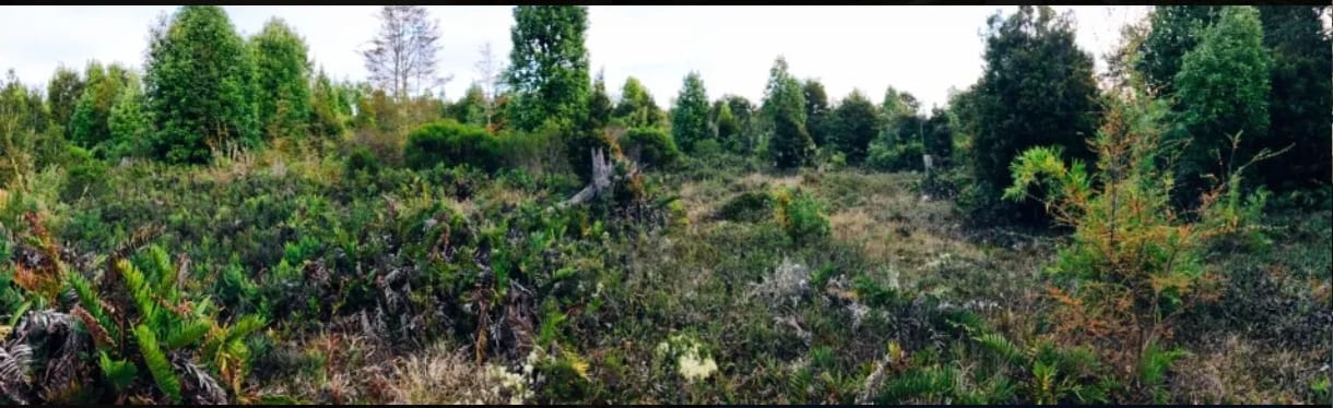 🌿 PARCELA EN VENTA – HACIENDA TRAPÉN, PUERTO MONTT