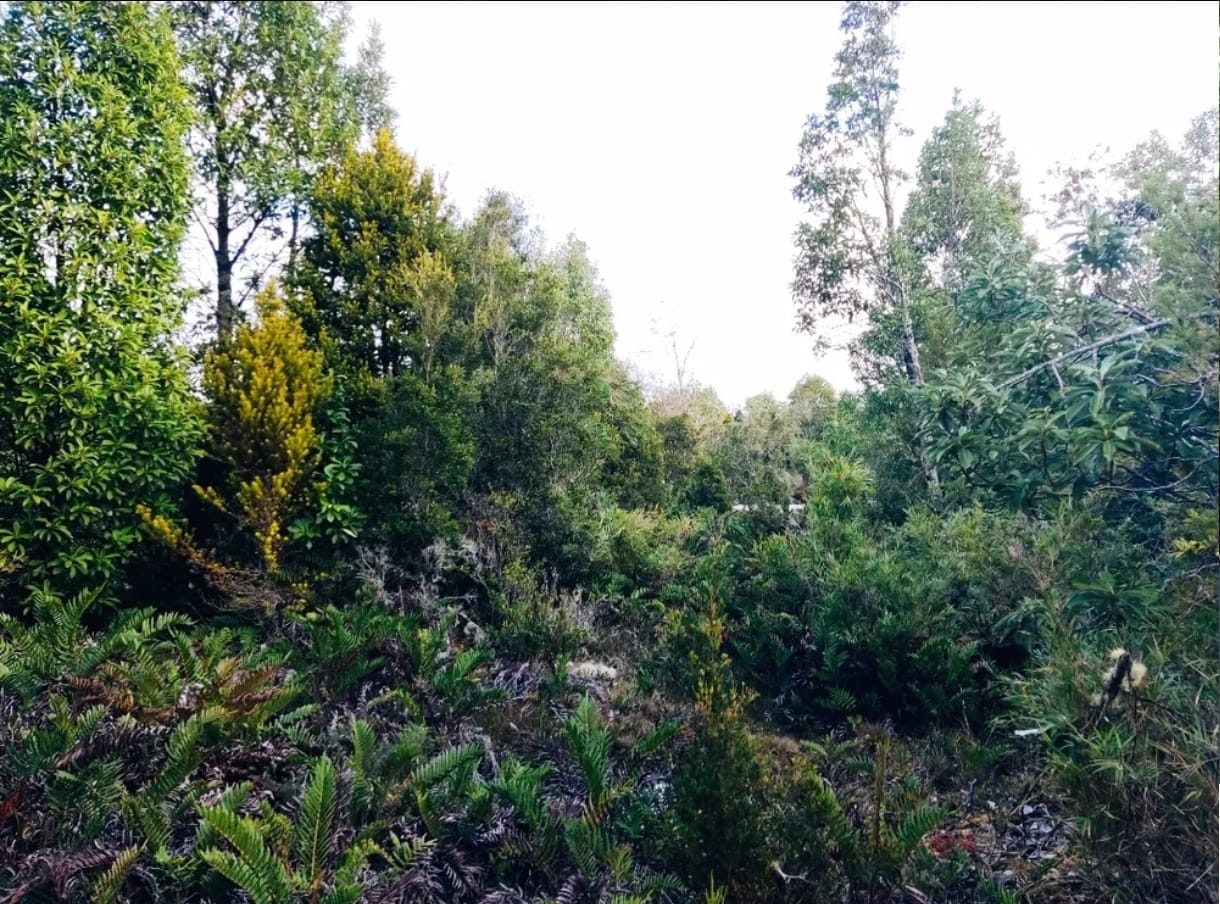 🌿 PARCELA EN VENTA – HACIENDA TRAPÉN, PUERTO MONTT
