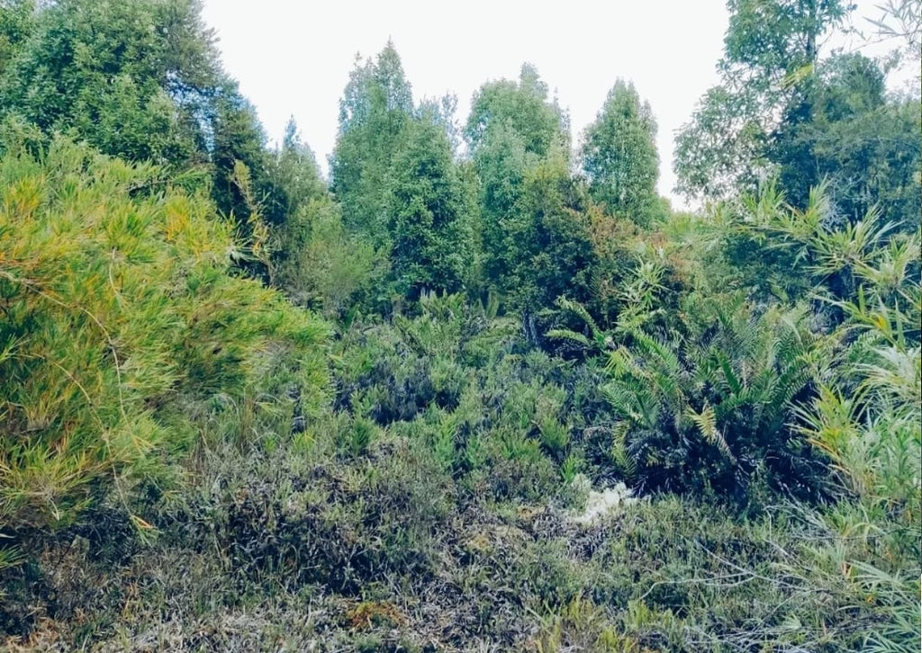 🌿 PARCELA EN VENTA – HACIENDA TRAPÉN, PUERTO MONTT